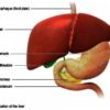 The Liver and Its Functions