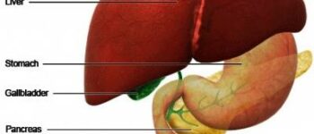 The Liver and Its Functions