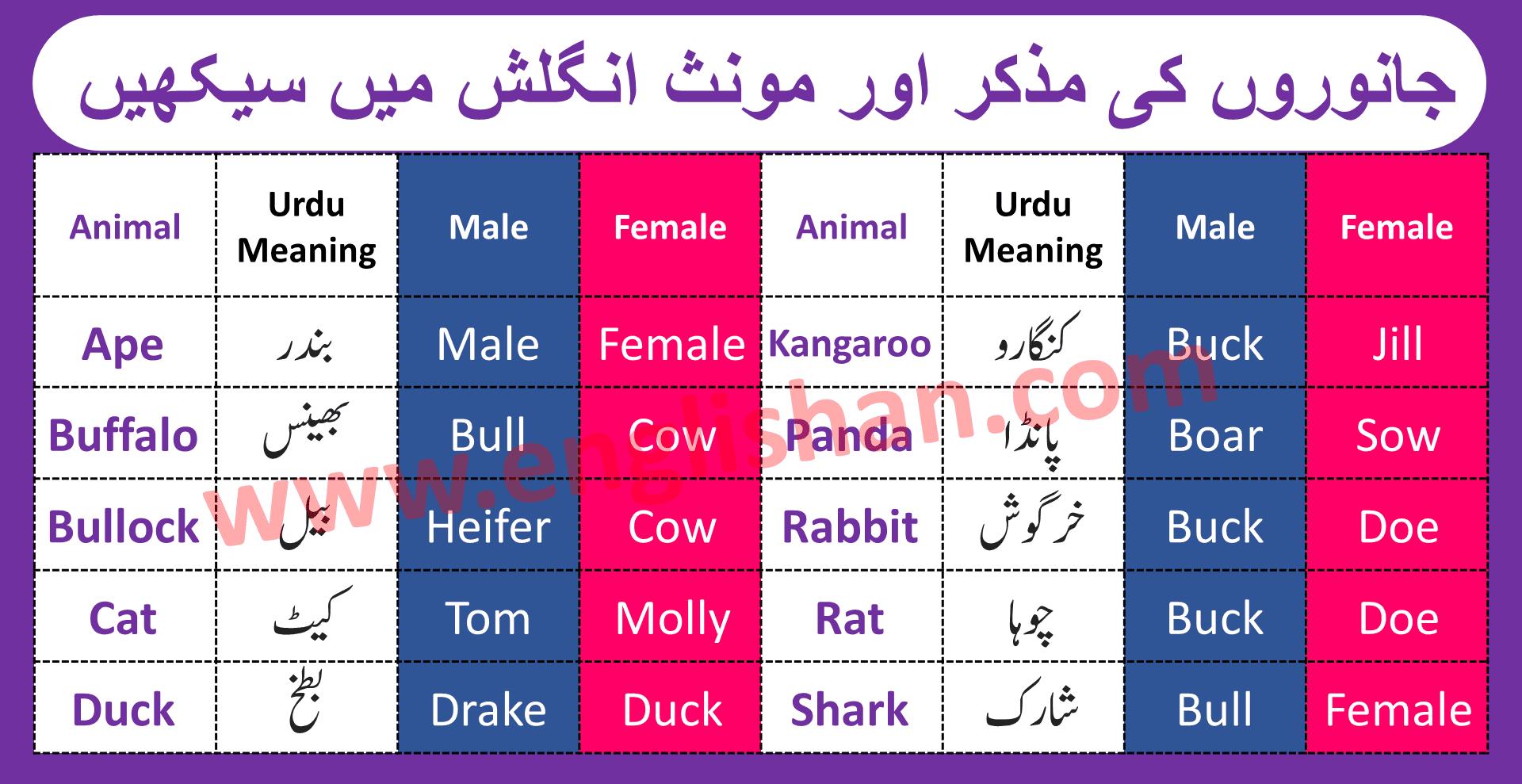 Masculine and Feminine Words | Gender of Nouns