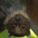 13 Awesome Facts About Bats