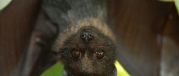 13 Awesome Facts About Bats